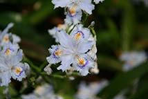 Piante erbacee perenni - Iris Japonica