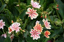 Piante erbacee perenni - Lewisia cotyledon 'Sunset-Strain'