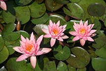 Piante erbacee perenni - Nymphaea hybrida ar 'Colorado'