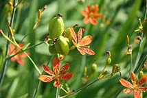 Piante erbacee perenni - Belamcanda chinensis