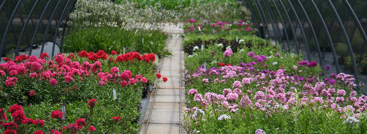 Tunnel Phlox Paniculata