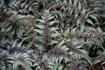 Felce - Athyrium niponicum 'Red Lady'