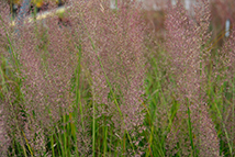 Graminacea - Calamagrostis brachytricha