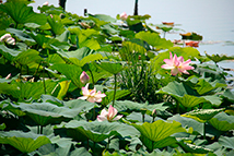 Pianta acquatica sommersa - Nelumbo in varietà (Fior di Loto)