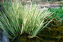 Pianta paludosa - Acorus calamus 'Variegatus' (Calamo profumato)