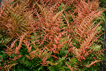 Felce - Dryopteris erythrosora