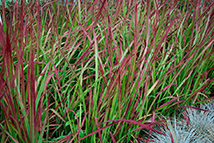 Graminacea - Pianta Imperata cylindrica 'Red Baron'