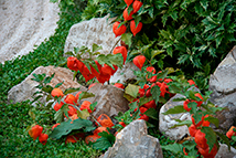 Pianta aromatica medicinale - Physalis alkekengi 'Franchetti' (Chichingero, Lanterne cinesi)