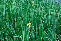 Pianta autoctona - Iris pseudacorus L. (Giaggiolo acquatico)