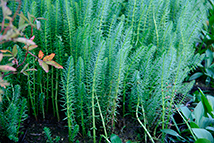 Pianta galleggiante e ossigenante - Hippuris vulgaris (Coda cavallina)