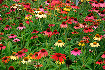 Pianta perenne - Echinacea Purpurea-Hybr 'Cheyenne Spirit'