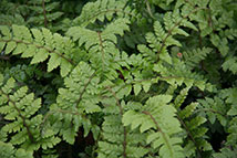 Felce - Polystichum polyblepharum