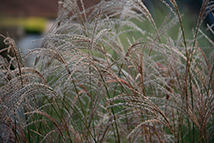 Graminacea - Miscanthus sinensis 'Flamingo'