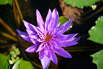 Pianta acquatica sommersa - Nymphaea tropicale 'Midnight' (Ninfee tropicali)