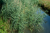 Pianta autoctona - Phragmites australis (Cannuccia di palude)