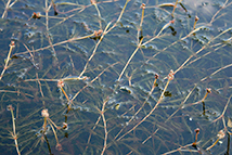 Pianta galleggiante e ossigenante - Potamogeton crispus