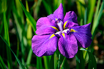 Pianta paludosa - Iris kaempferi (Ensata) (Iris palustre giapponese)