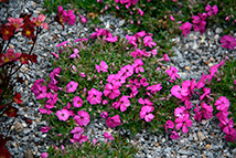 Pianta perenne - Phlox douglasii 'Red Admiral'