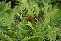 Felce - Osmunda regalis