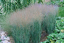 Graminacea - Panicum virgatum 'Heavy Metal'