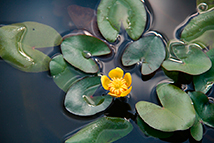 Pianta acquatica sommersa - Nuphar lutea