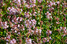 Pianta autoctona - Thymus oenipontanus H. Braun (Timo di Innsbruck)