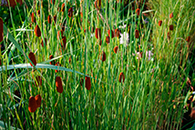 Pianta paludosa - Typha gracilis (Mazzasorda minore)