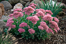 Pianta perenne - Sedum Spectabile