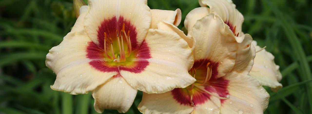 Hemerocallis hybrida (Siloam Fairy Tale)