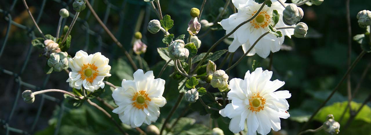 Anemone hybrida (Whirlwind)