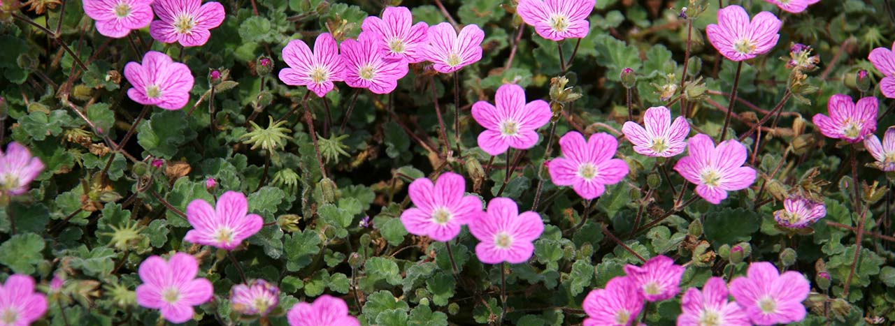 Erodium variabile (Bishop's Form)