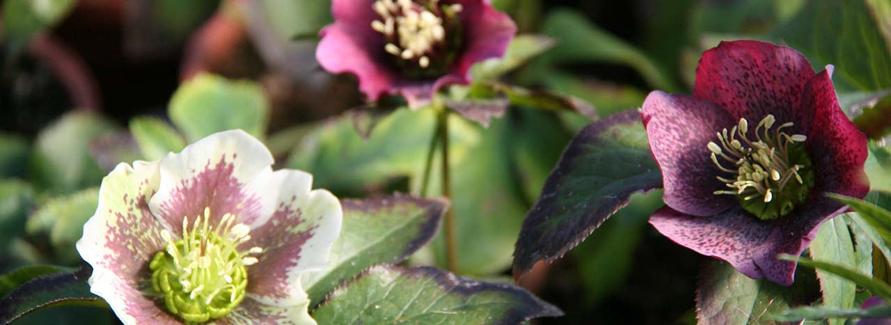 Helleborus orientalis