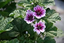 Piante erbacee perenni - Malva sylvestris 'Zebr'