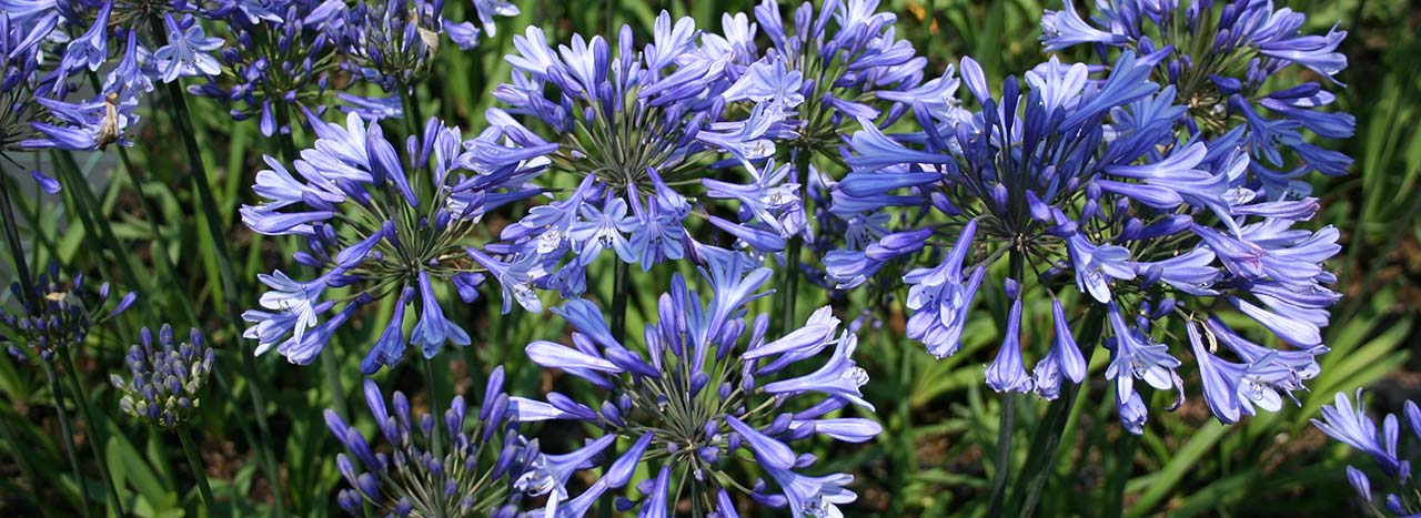 Pianta perenne Agapanthus africanus (A. umbellatus)