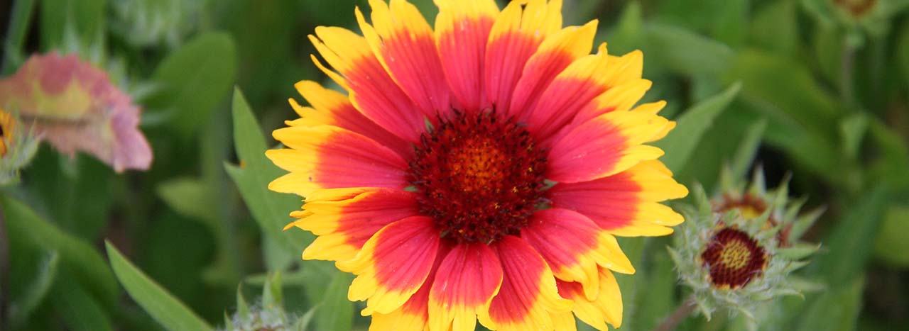 Gaillardia aristata (Bijou)