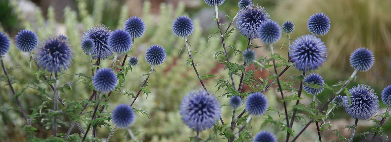 Pianta perenne Echinops bannaticus