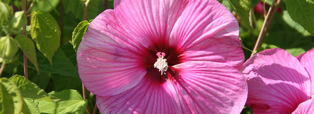 Pianta perenne Hibiscus moscheutos-Hybr.Galaxy