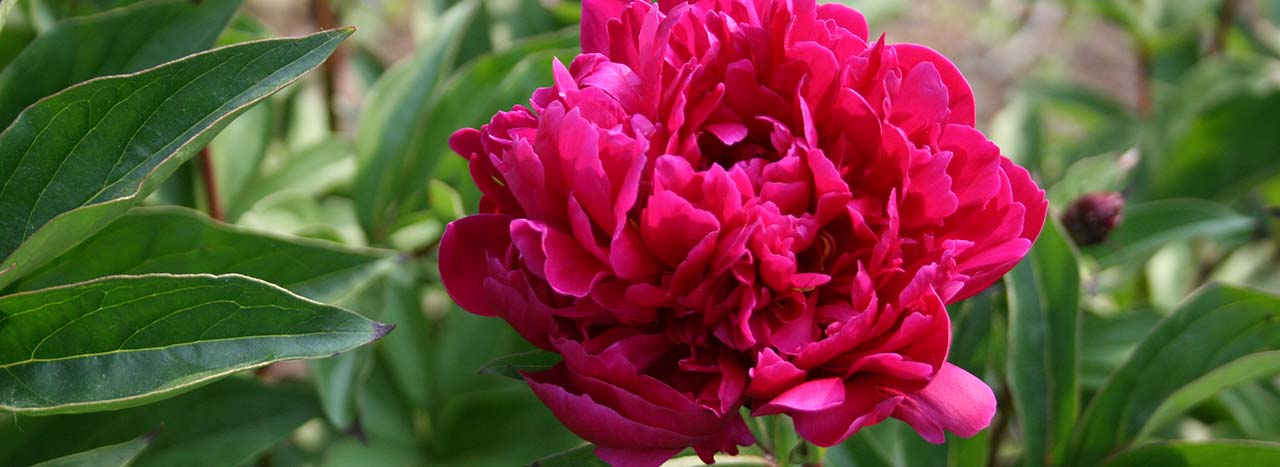 Paeonia sinensis (Karl Rosenfield)