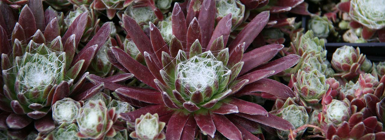 Sempervivum aracnoideum (Rubrum)