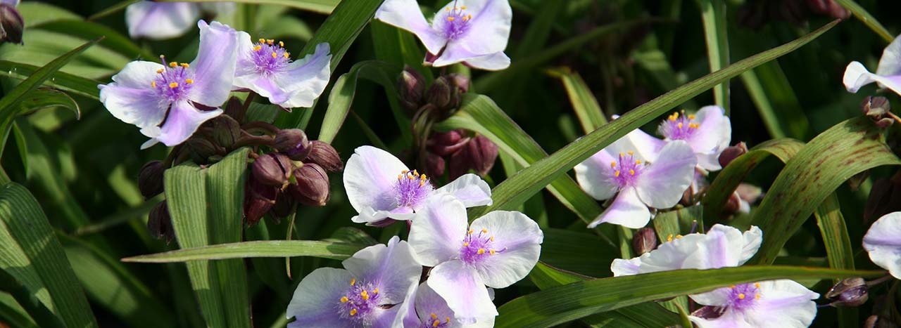 Tradescantia x andersoniana (Bilberry Ice)