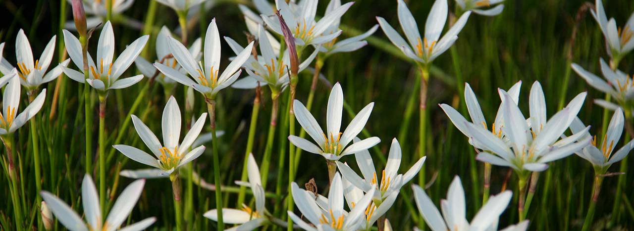 Zephyranthes candida