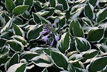 Piante erbacee perenni - Hosta fortunei 'Patriot'