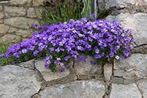 Piante erbacee perenni - Aubrieta x cultorum 'Royal Blue'