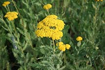 Piante erbacee perenni - Achillea filipendulina 'Parker'