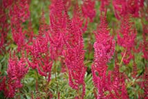 Piante erbacee perenni - Astilbe x arendsii 'Fanal'