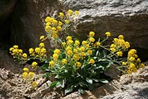 Piante erbacee perenni - Alyssum saxatile (Compactum Goldkuget)