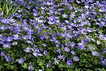 Piante erbacee perenni - Anemone blanda 'Blue Shades'