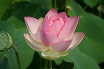 Piante erbacee perenni - Nelumbo nucifera 'Rosea Plena'