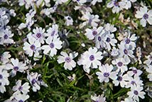 Piante erbacee perenni - Phlox subulata 'Bavaria'