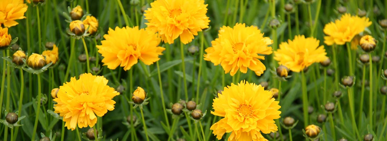 Pianta perenne Coreopsis grandiflora Sunray Flore Pleno